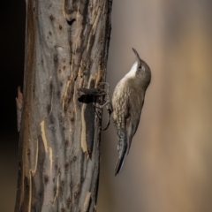Cormobates leucophaea (White-throated Treecreeper) at Mount Clear, ACT - 2 Jun 2021 by trevsci