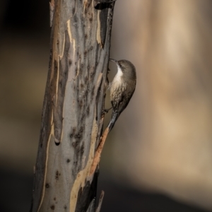 Cormobates leucophaea at Mount Clear, ACT - 2 Jun 2021