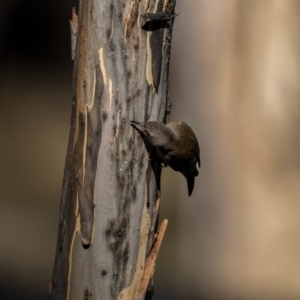 Cormobates leucophaea at Mount Clear, ACT - 2 Jun 2021