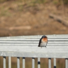 Hirundo neoxena (Welcome Swallow) at Murrumbateman, NSW - 31 May 2021 by SimoneC