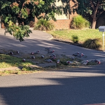 Eolophus roseicapilla (Galah) at Thurgoona, NSW - 2 Mar 2021 by Darcy