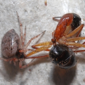 Euryopis sp. (genus) at Acton, ACT - suppressed