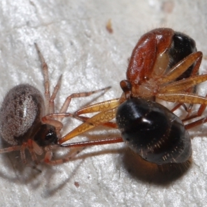 Euryopis sp. (genus) at Acton, ACT - suppressed