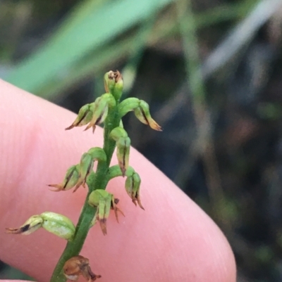 Corunastylis clivicola (Rufous midge orchid) at Acton, ACT - 31 May 2021 by NedJohnston