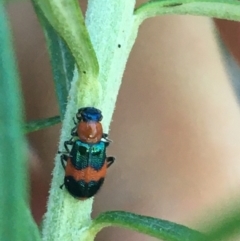 Dicranolaius bellulus (Red and Blue Pollen Beetle) at Acton, ACT - 30 May 2021 by Ned_Johnston