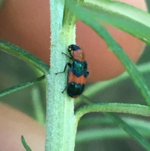 Dicranolaius bellulus at Acton, ACT - 31 May 2021 09:52 AM