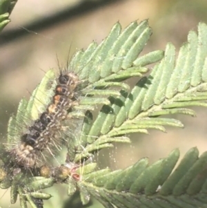 Lymantriinae (subfamily) at O'Connor, ACT - 1 Jun 2021