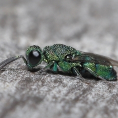 Chrysididae (family) (Cuckoo wasp or Emerald wasp) at ANBG - 2 Jun 2021 by TimL