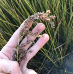 Machaerina articulata (Jointed Twig-rush) at O'Malley, ACT - 29 May 2021 by Tapirlord