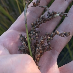 Baumea articulata at O'Malley, ACT - 29 May 2021