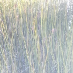 Baumea articulata at O'Malley, ACT - 29 May 2021