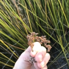 Baumea articulata at O'Malley, ACT - 29 May 2021