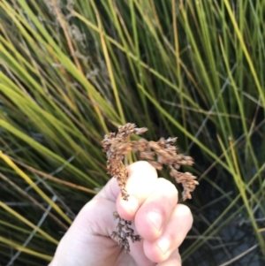 Machaerina articulata at O'Malley, ACT - 29 May 2021 03:40 PM