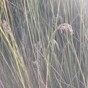 Baumea articulata at O'Malley, ACT - 29 May 2021