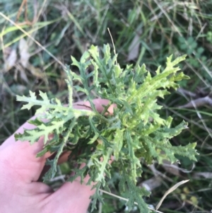 Senecio bathurstianus at O'Malley, ACT - 29 May 2021 03:44 PM