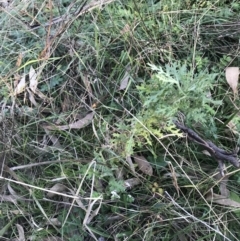 Senecio bathurstianus at O'Malley, ACT - 29 May 2021 03:44 PM