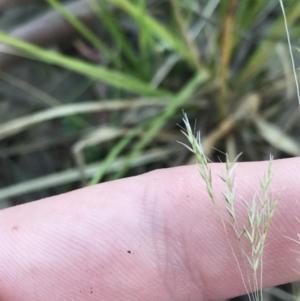 Lachnagrostis filiformis at O'Malley, ACT - 29 May 2021 03:47 PM