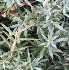 Astroloma humifusum at Garran, ACT - 29 May 2021