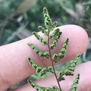 Cheilanthes sieberi subsp. sieberi at Garran, ACT - 29 May 2021