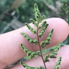 Cheilanthes sieberi subsp. sieberi at Garran, ACT - 29 May 2021