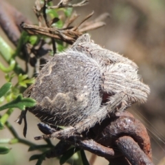 Araneinae (subfamily) (Orb weaver) at Conder, ACT - 30 Mar 2021 by michaelb