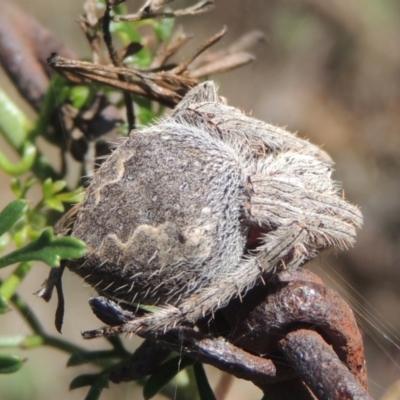 Araneinae (subfamily) (Orb weaver) at Rob Roy Range - 30 Mar 2021 by MichaelBedingfield