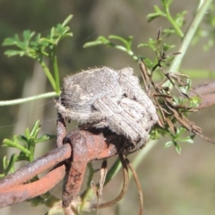 Araneinae (subfamily) at Conder, ACT - 30 Mar 2021 06:54 PM