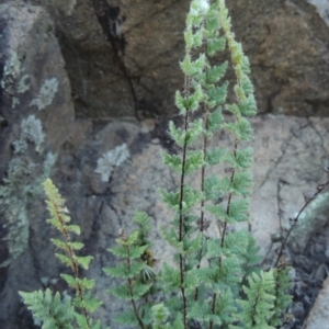 Cheilanthes distans at Conder, ACT - 30 Mar 2021