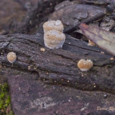Nidula sp. (A bird's nest fungus) at ANBG South Annex - 21 May 2021 by BarrieR