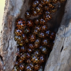 Harmonia conformis (Common Spotted Ladybird) at Gundaroo, NSW - 4 Jun 2021 by Gunyijan