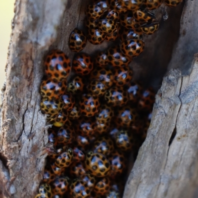 Harmonia conformis (Common Spotted Ladybird) at Gundaroo, NSW - 4 Jun 2021 by Gunyijan