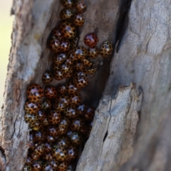 Harmonia conformis at Gundaroo, NSW - 4 Jun 2021