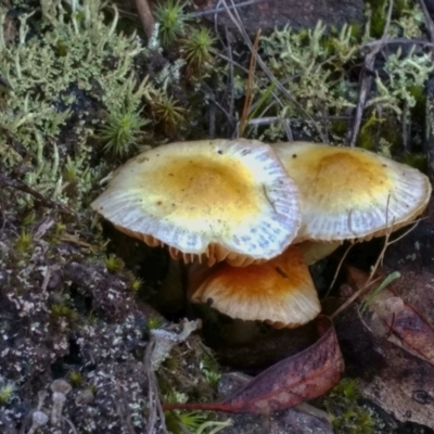 zz agaric (stem; gills not white/cream) at Acton, ACT - 21 May 2021 by BarrieR