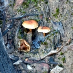 Unverified Fungus at ANBG South Annex - 21 May 2021 by BarrieR