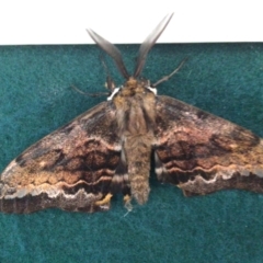 Chelepteryx collesi (White-stemmed Gum Moth) at Pambula Preschool - 3 Jun 2021 by elizabethgleeson