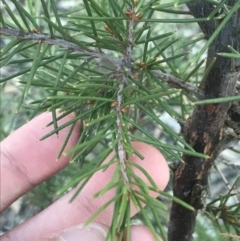 Hakea decurrens subsp. decurrens (Bushy Needlewood) at Garran, ACT - 29 May 2021 by Tapirlord