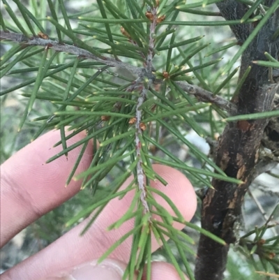 Hakea decurrens subsp. decurrens (Bushy Needlewood) at Garran, ACT - 29 May 2021 by Tapirlord