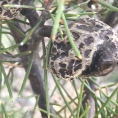 Hakea decurrens subsp. decurrens at Garran, ACT - 29 May 2021