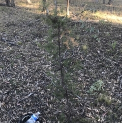 Hakea decurrens subsp. decurrens at Garran, ACT - 29 May 2021