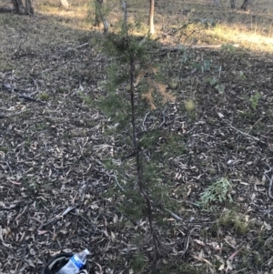 Hakea decurrens subsp. decurrens at Garran, ACT - 29 May 2021