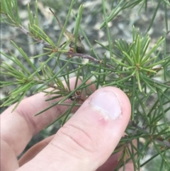 Hakea decurrens subsp. decurrens at Garran, ACT - 29 May 2021