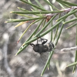 Entomophthora sp. (genus) at Garran, ACT - 29 May 2021 04:07 PM