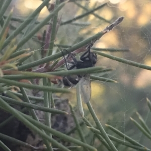 Entomophthora sp. (genus) at Garran, ACT - 29 May 2021