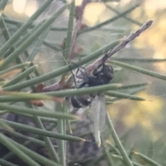 Entomophthora sp. (genus) at Garran, ACT - 29 May 2021 04:07 PM