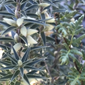 Melichrus urceolatus at O'Malley, ACT - 29 May 2021