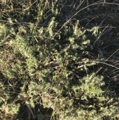 Melichrus urceolatus at O'Malley, ACT - 29 May 2021