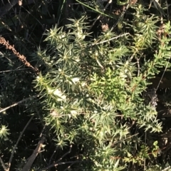 Melichrus urceolatus at O'Malley, ACT - 29 May 2021