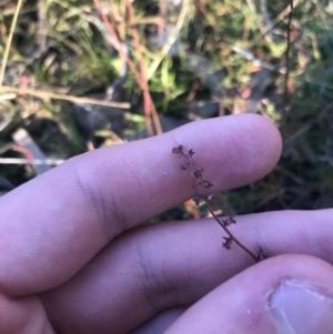 Haloragis heterophylla at O'Malley, ACT - 29 May 2021