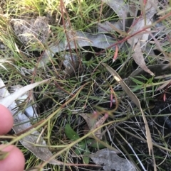 Haloragis heterophylla at O'Malley, ACT - 29 May 2021 04:13 PM