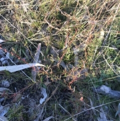 Haloragis heterophylla at O'Malley, ACT - 29 May 2021 04:13 PM